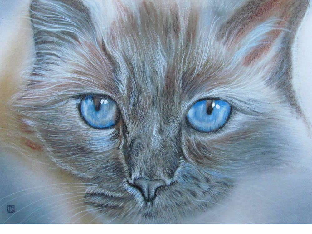 Blue-Eyed Cat